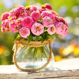 50+ Lilliput Rose Zinnia Seeds, Heirloom Flower Seeds, Non-GMO