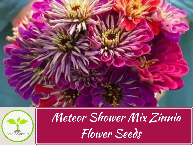 Pu&ograve; includere: Un mazzo di fiori di Zinnia vibranti di colore rosa, viola e arancio. I fiori sono disposti in una mano, e il testo "Meteor Shower Mix Zinnia Flower Seeds" &egrave; visualizzato sotto il mazzo.