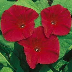 May include: Three deep red morning glory flowers with white centers. The flowers are in bloom and have a velvety texture.