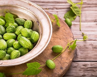 15+ Mexican Sour Gherkin Cucumber Seeds,  Cucamelon, Mouse Melon, Non-GMO