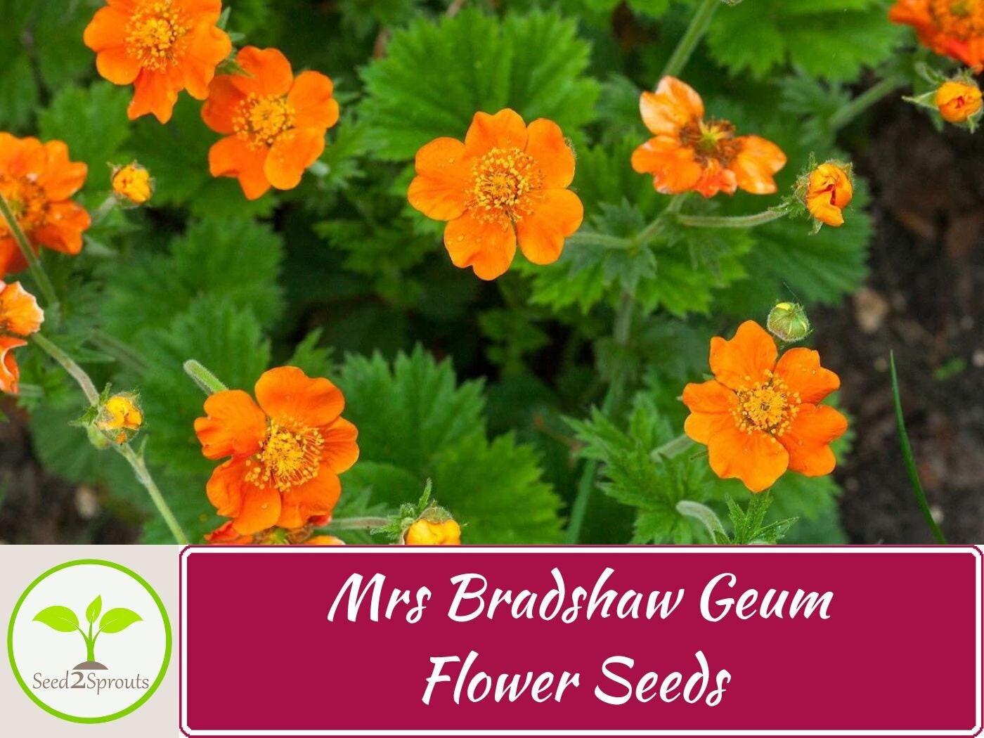 50+ Mrs Bradshaw Geum Seeds, Flower Seeds, Non-GMO