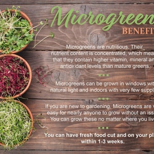 Organic Alfalfa Microgreen Seeds, 6-10 Times More Nutrious Than Vegetables, Non-GMO, Herb Seeds, Hydroponic