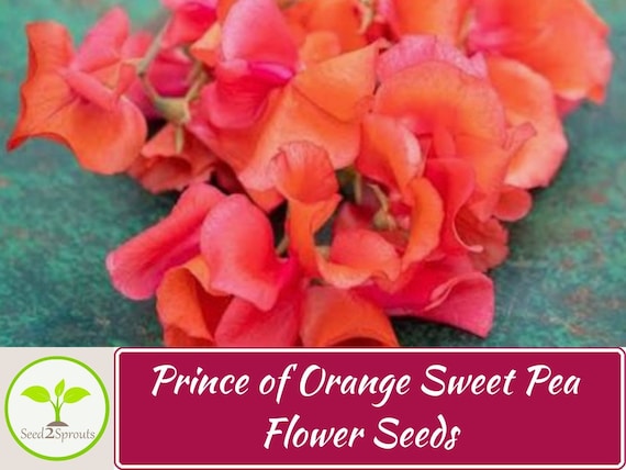 Prince of Orange Sweet Pea Flower Seeds Mix, Non-GMO