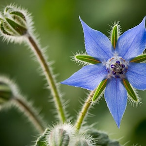 100+ Blue Borage Seeds, Herb Seeds, Non-GMO