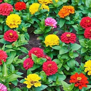50+ Dwarf Thumbelina Zinnia Mix , Zinnia elegans, Flower Seeds, Non-GMO