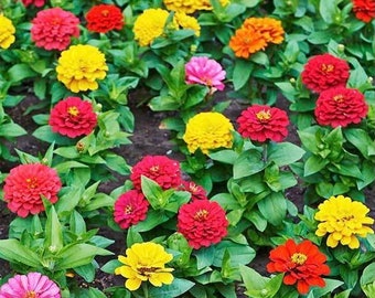 50+ Dwarf Thumbelina Zinnia Mix , Zinnia elegans, Flower Seeds, Non-GMO