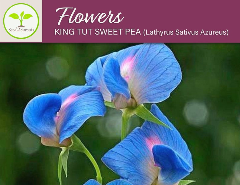 Op de afbeelding: Close-up van drie blauwe en witte geurige erwtenbloemen met roze accenten. De bloemen staan in bloei en hebben een delicate, gekrulde uitstraling. De tekst "KING TUT SWEET PEA (Lathyrus Sativus Azureus)" is zichtbaar bovenaan de afbeelding.