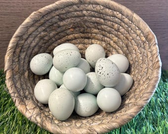 10+ Celadon Blue Coturnix Quail Eggs