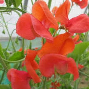 Op de afbeelding: Close-up van een tros feloranje zoete erwtenbloemen in bloei. De bloemen zijn delicaat en hebben een gerimpelde uitstraling.