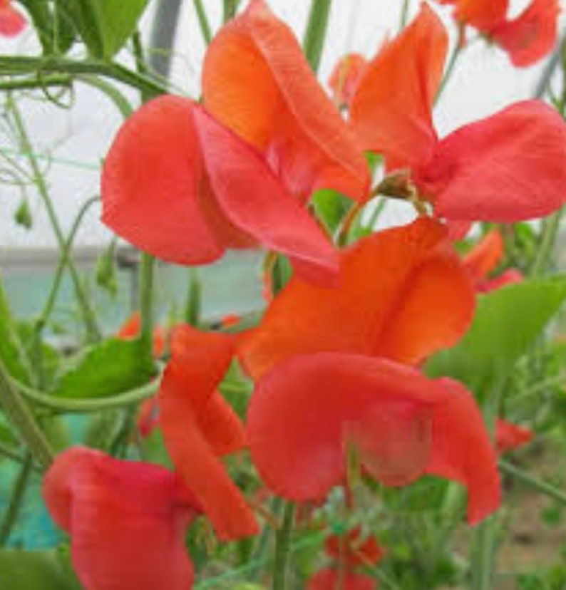 Op de afbeelding: Close-up van een tros feloranje zoete erwtenbloemen in bloei. De bloemen zijn delicaat en hebben een gerimpelde uitstraling.