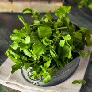 600+ Cress Curled Seeds, Cress Seeds, Non-Gmo, Heirloom, Herb Seeds