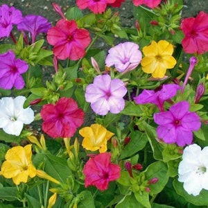 25+ Mixed Colors Four O Clock Flower Seeds, Non-GMO