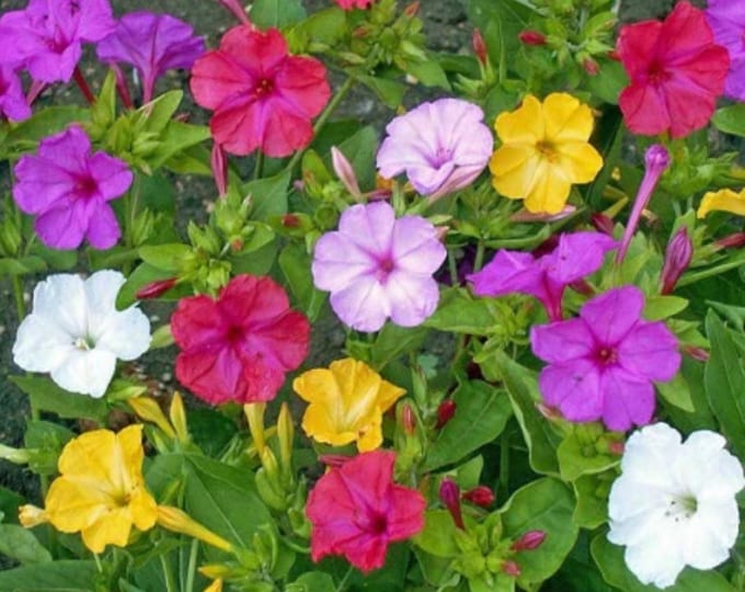 All Flowers