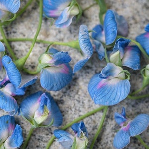 Op de afbeelding: Een verzameling blauwe en witte erwtenbloemen met roze accenten verspreid over een grijs, getextureerd oppervlak.