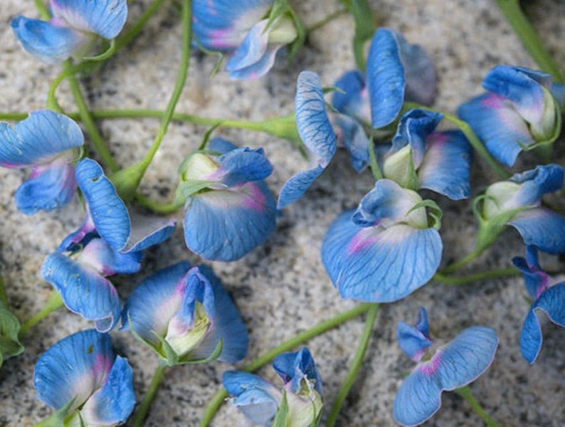 Op de afbeelding: Een verzameling blauwe en witte erwtenbloemen met roze accenten verspreid over een grijs, getextureerd oppervlak.