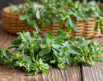 200+ Green Purslane Seeds, Herb Seeds, Non-GMO, Heirloom