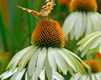 100+ White Swan Echinacea ConeFlower Seeds, Non-GMO