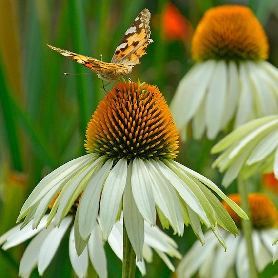 100+ White Swan Echinacea ConeFlower Seeds, Non-GMO