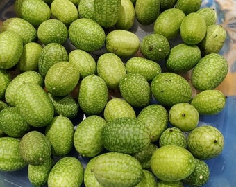 15+ Mexican Sour Gherkin Cucumber Seeds,  Cucamelon, Mouse Melon, Non-GMO