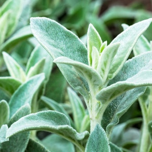 50+ Lambs Ear Flower Seeds, Stachys Byzantina Lanata seeds, medicinal herb, Non-GMO