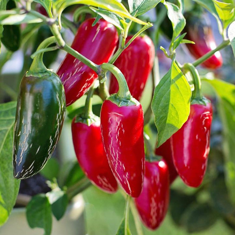 25 Hot Jalapeno PepperEarly Seeds Jalapeno Pepper Seeds Etsy