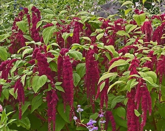 400+ Love Lies Bleeding Amaranth Flower Seeds, Non-GMO, Heirloom