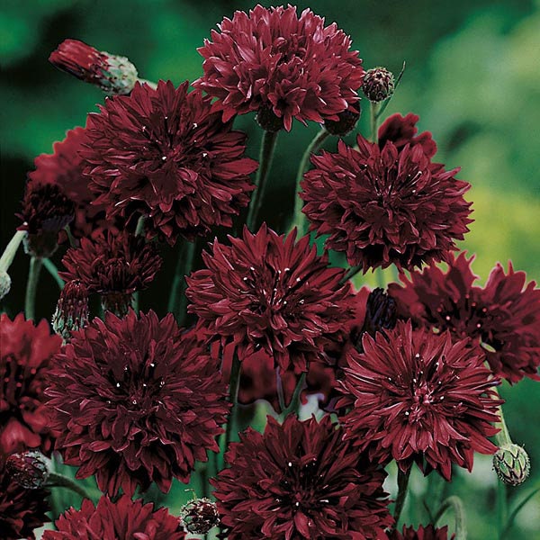 100+ Almost Black Cornflower / Bachelor Button Seeds, Flower Seeds, Non GMO