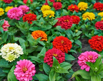 50+ ZINNIA DAHLIA MIXTURE, Flower Seeds, Zinnia elegans l, Non-Gmo