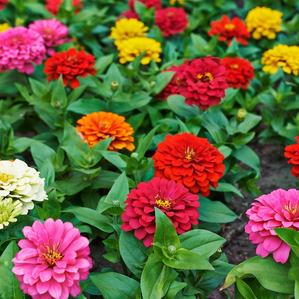 50+ ZINNIA DAHLIA MIXTURE, Flower Seeds, Zinnia elegans l, Non-Gmo