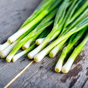 50+ Bunching Tokyo Long White Onion Seeds, Onion Seeds, Vegetable Seeds, Non-GMO, Heirloom