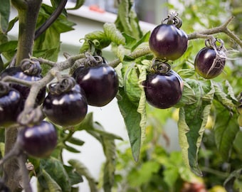 25+ Organic Black Cherry Tomato Seeds, Tomato Seed, Vegetable Seeds, Non-GMO