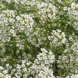 May include: A dense cluster of small, four-petaled white flowers with tiny yellow centers, growing on thin green stems. The blossoms are tightly packed together, creating a continuous, textured blanket of white petals against green foliage.