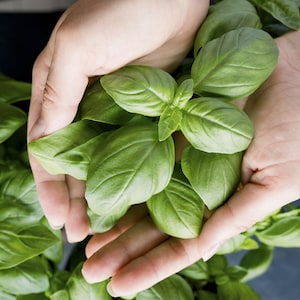 100+ Genovese Basil Seeds, Sweet Basil Seeds, Herb Seeds, Non-GMO, Heirloom
