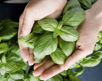 100+ Genovese Basil Seeds, Sweet Basil Seeds, Herb Seeds, Non-GMO, Heirloom