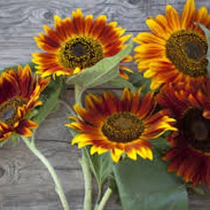 50+ Autumn Beauty Sunflower Seeds, Sunflower Seeds, Non-GMO, Flower Seeds