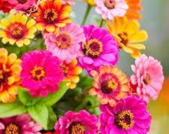 50+ Carrousel Mix Zinnia Seeds, Heirloom Flower Seeds, Non-GMO