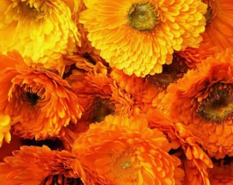 May include: A close-up of a bouquet of dried orange and yellow flowers. The flowers are arranged in a random pattern and have a soft, velvety texture.