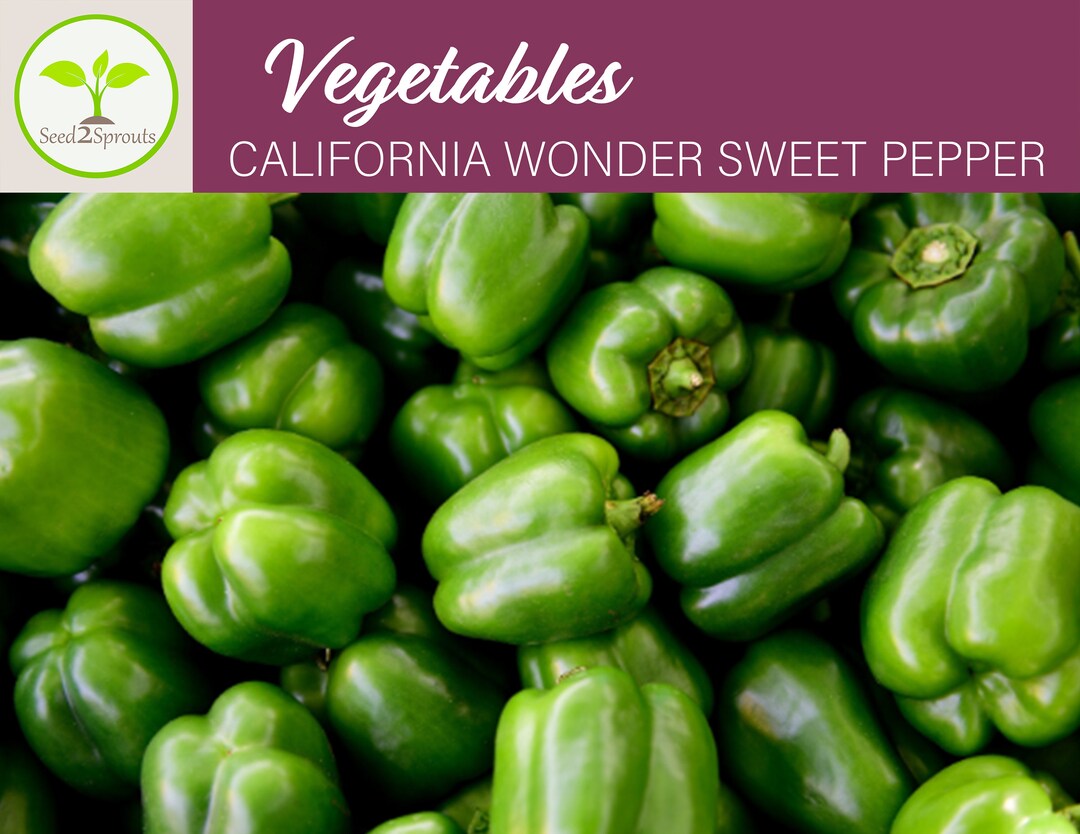50 California Wonder Sweet Pepper Seeds, Bell Pepper, Vegetable Seeds