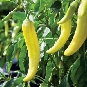 May include: Close-up of yellow chili peppers growing on a green plant. The peppers are long and slender, with a slightly curved shape.
