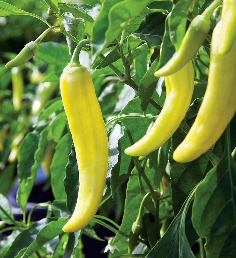 May include: Close-up of yellow chili peppers growing on a green plant. The peppers are long and slender, with a slightly curved shape.