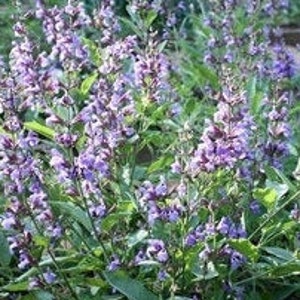 30+ Sage Broad Leaved Seeds, Herb Seeds, Non-GMO, Heirloom