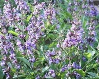 30+ Sage Broad Leaved Seeds, Herb Seeds, Non-GMO, Heirloom