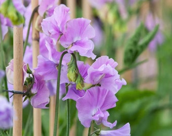 15+ Royal Lavender Sweet Pea Flower Seeds Mix, Non-GMO