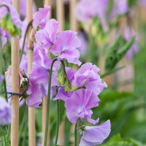 15+ Royal Lavender Sweet Pea Flower Seeds Mix, Non-GMO