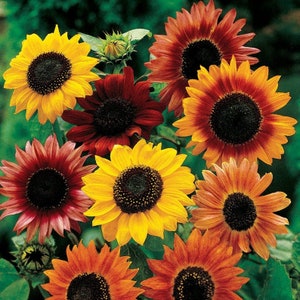 May include: A bouquet of sunflowers with a mix of red, orange, and yellow petals. The sunflowers have dark brown centers and are arranged in a cluster.