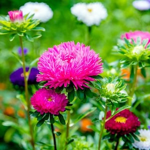 May include: A close-up of a variety of pink, purple, and white flowers in a garden setting. The flowers are in bloom and have a soft, delicate appearance.