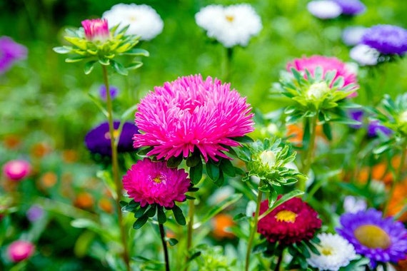 50+ Crego Giant Aster Flower Seed Mix, Flower Seed Mixture, non-gmo