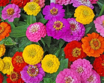 50+ California Giant Zinnia Mix , Zinnia elegans, Flower Seeds, Non-GMO