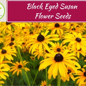 1,000+ Black Eyed Susan Flower Seeds, Rudbeckia hirta seeds, Non-GMO