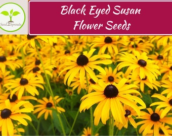 1,000+ Black Eyed Susan Flower Seeds, Rudbeckia hirta seeds, Non-GMO